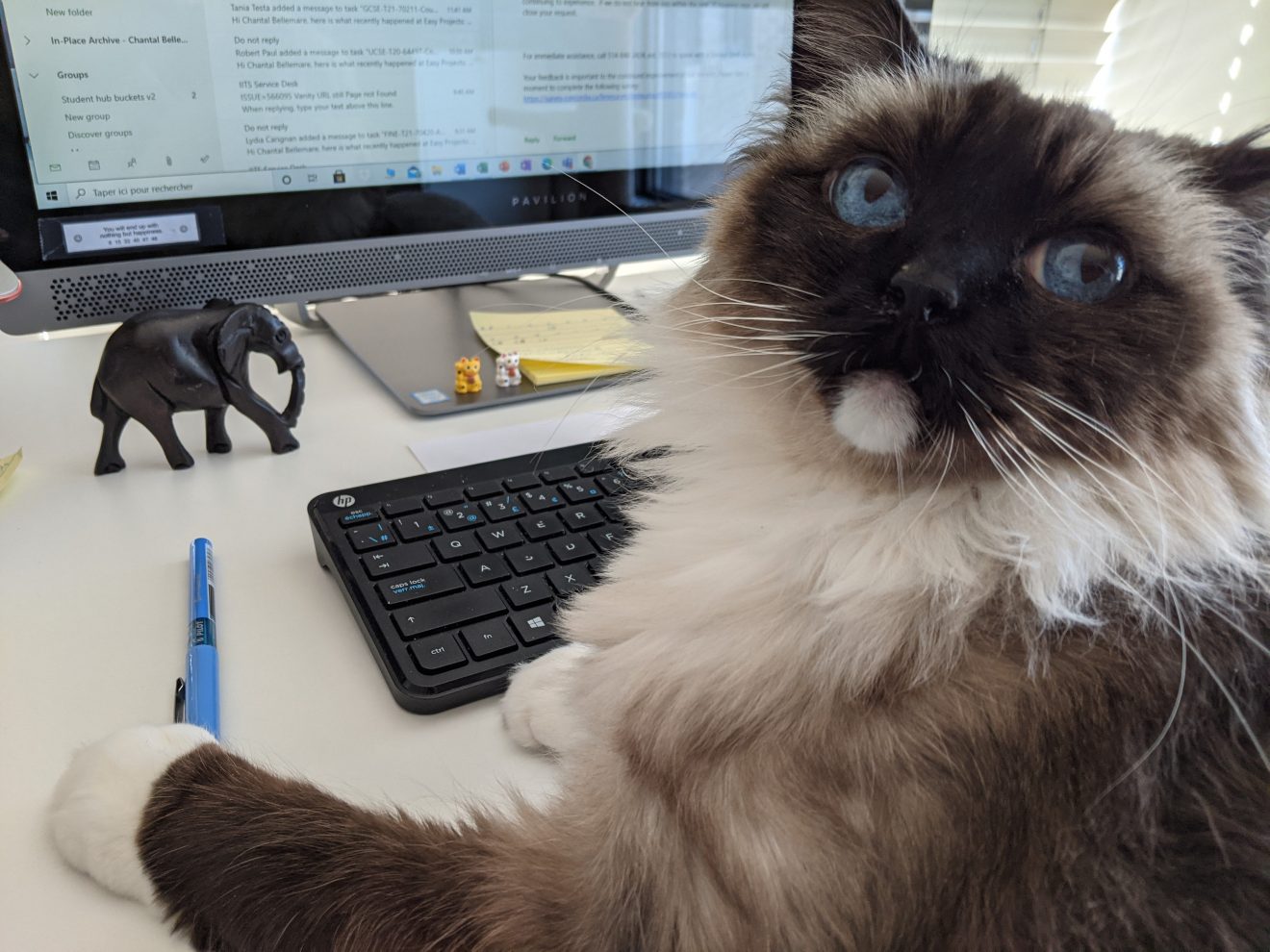 Cat-doing-the-work